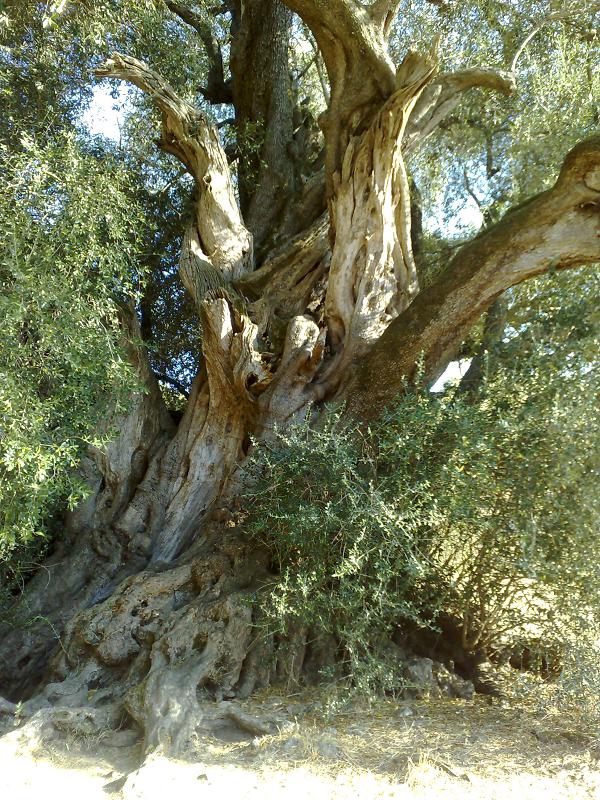 Luras: Olivastri millenari