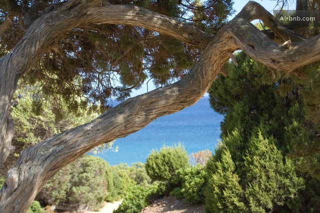 Foxi 'e Sali