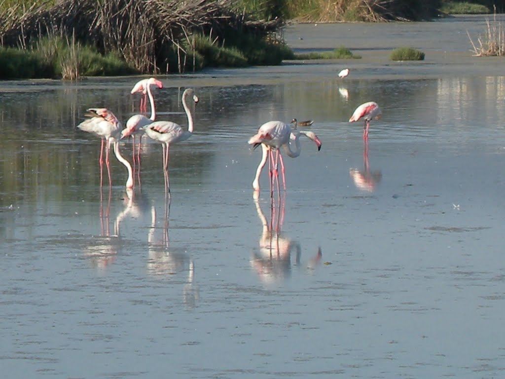 Stagno di Quartu Sant'Elena
