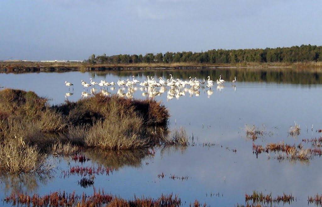 Stagno S'Ena Arrubia
