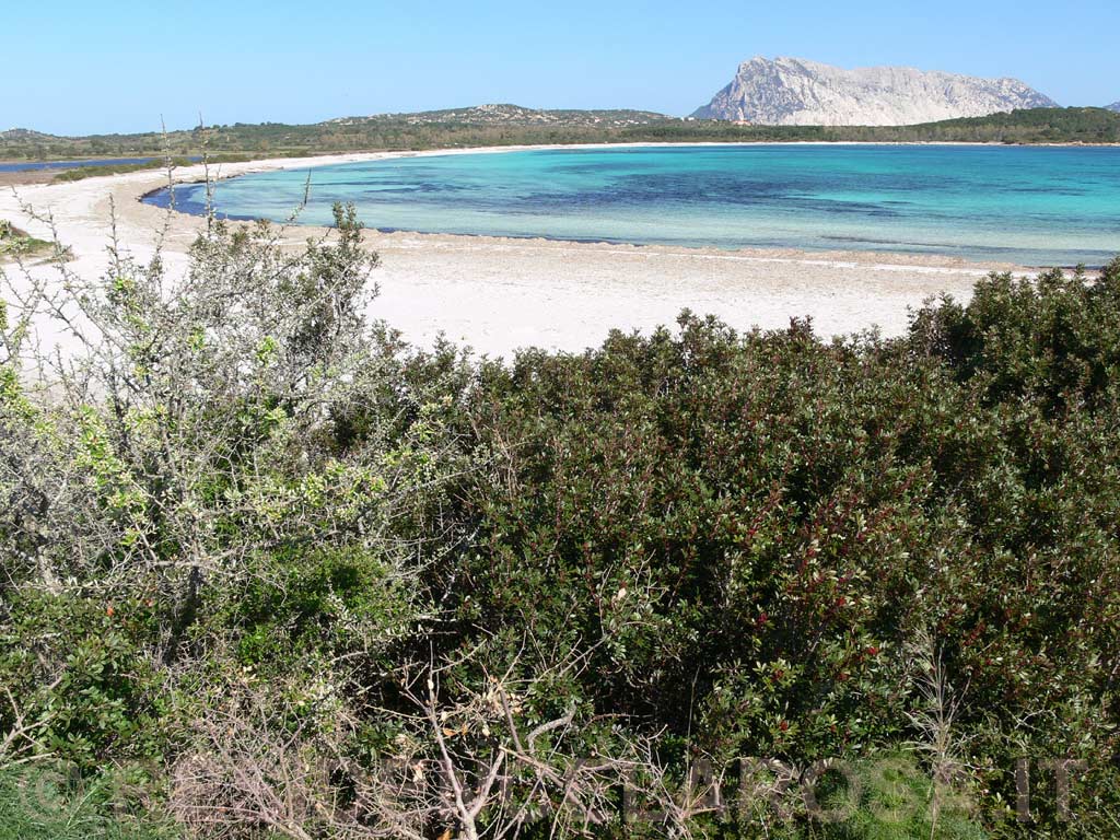 Spiaggia Lu Impostu - Porto Brandinchi